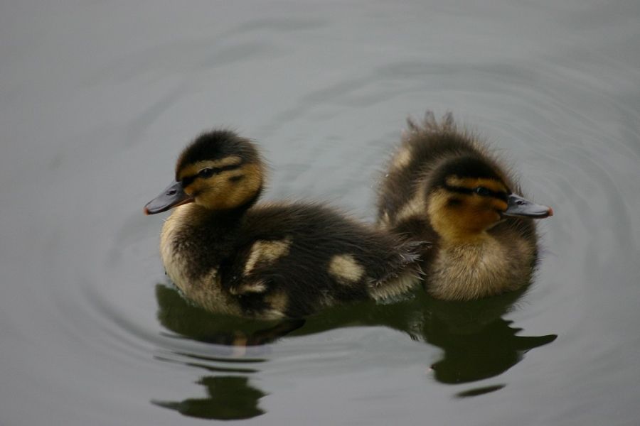 Ducks a short story by Julian Davies